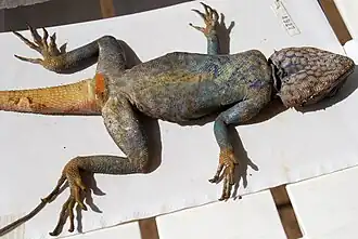 Acanthocercus annectans