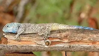 Acanthocercus branchi