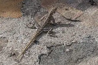 Acanthocercus gregorii