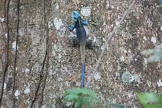 Acanthocercus ugandaensis