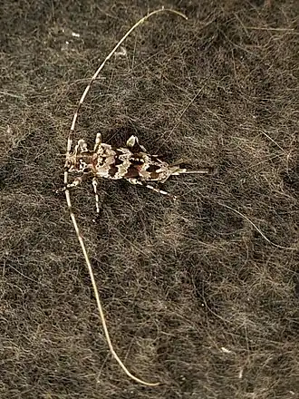 Acanthocinus spectabilis