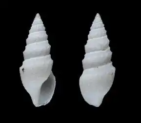 Acanthodaphne boucheti