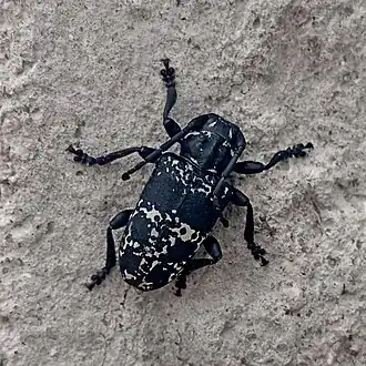 Acanthoderes funeraria