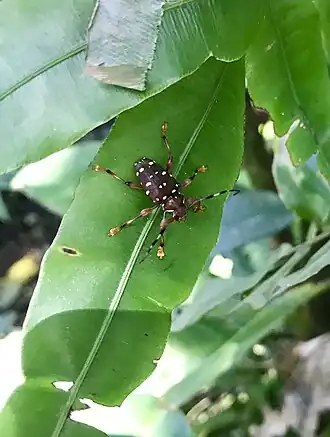 Acanthoderes rubripes