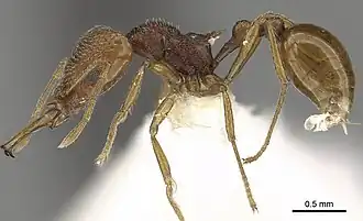 Acanthognathus rudis