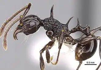 Acanthomyrmex laevis