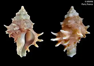 Acanthotrophon latispinosus