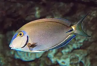 Acanthurus bahianus