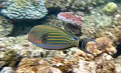 Acanthurus lineatus met koraalrif op de achtergrond