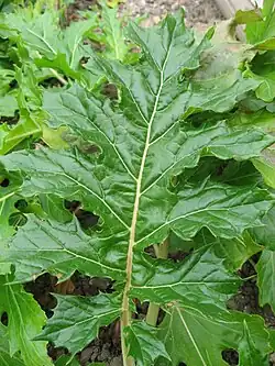 Acanthus mollis-blad