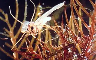 Acentria ephemerella