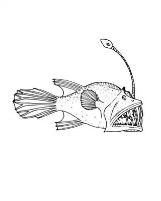 Acentrophryne longidens