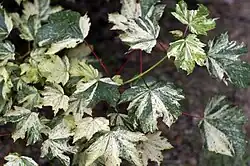 Acer pseudoplatanus 'Variegata'