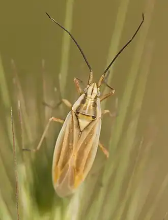Acetropis carinata