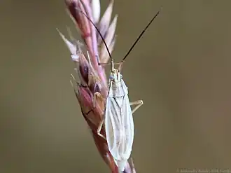 Acetropis gimmerthalii