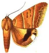 Achaea orthogramma