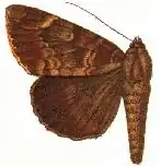 Achaea phaeobasis