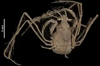 Achaeus brevirostris