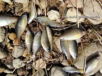 Acheilognathus koreensis