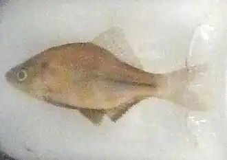 Acheilognathus tabira tabira