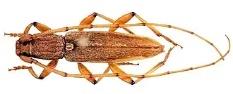 Achryson immaculipenne