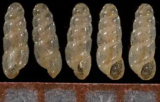 Acicula parcelineata