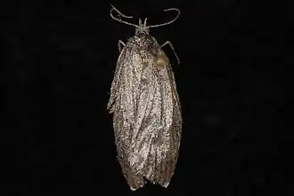 Acleris caliginosana