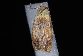 Acleris curvalana