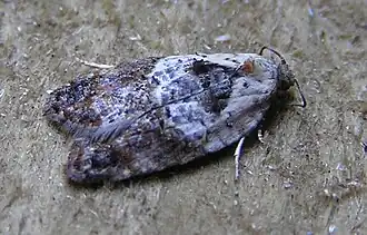 Witschouderbladroller