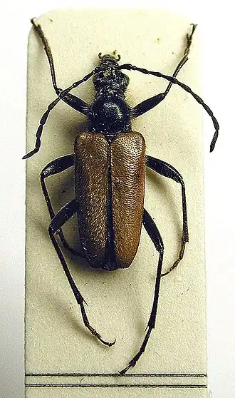 Acmaeops pratensis
