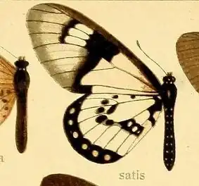 Acraea satis