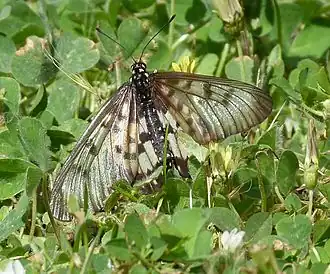 Acraea andromacha