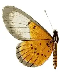 Rubraea cerasa