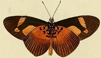 Bematistes epaea