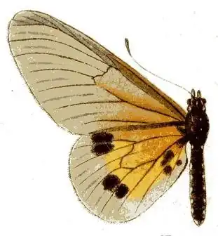 Acraea igati