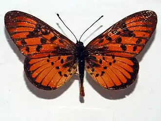 Rubraea petraea