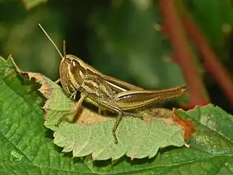 Franse prairiesprinkhaan