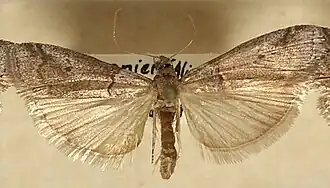 Acrobasis obliqua