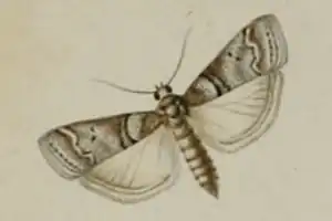 Acrobasis romanella