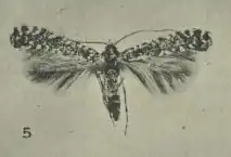 Acrocercops panacicorticis