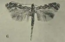 Acrocercops panacifinens