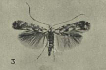 Acrocercops panacitorsens