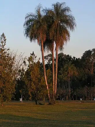 Coyolpalm