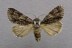 Acronicta auricomaGoudhaaruil
