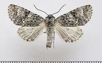 Acronicta concerpta