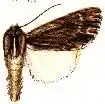 Acronicta edolata