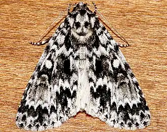 Acronicta fragilis
