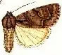 Acronicta pudorata