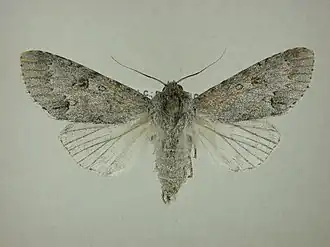 Acronicta hastulifera