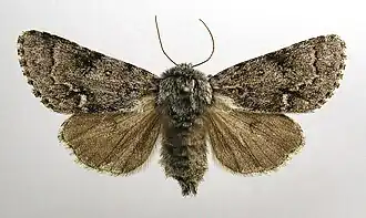 Acronicta menyanthidisVeenheide-uil